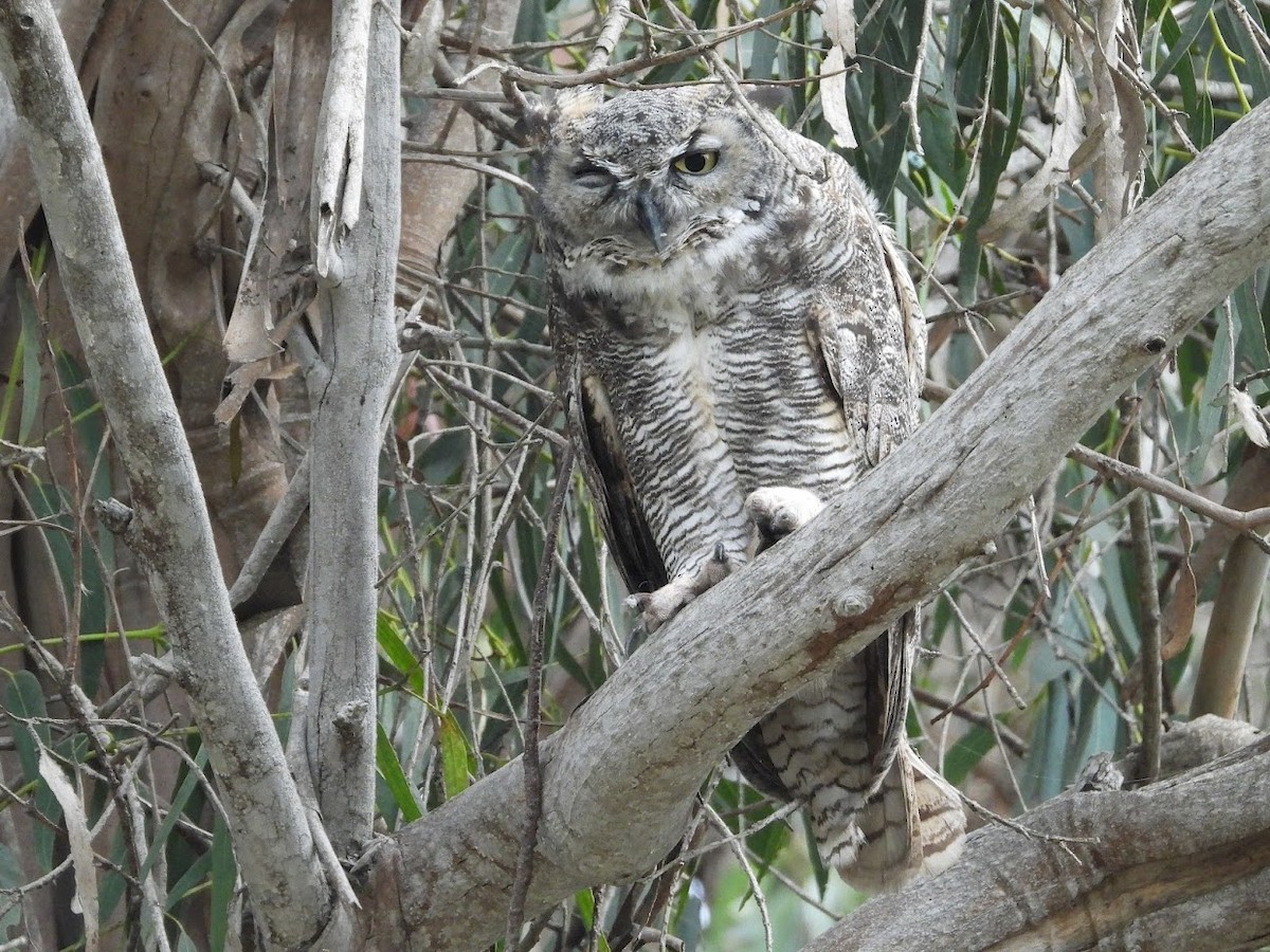 Great Horned Owl - ML483359951