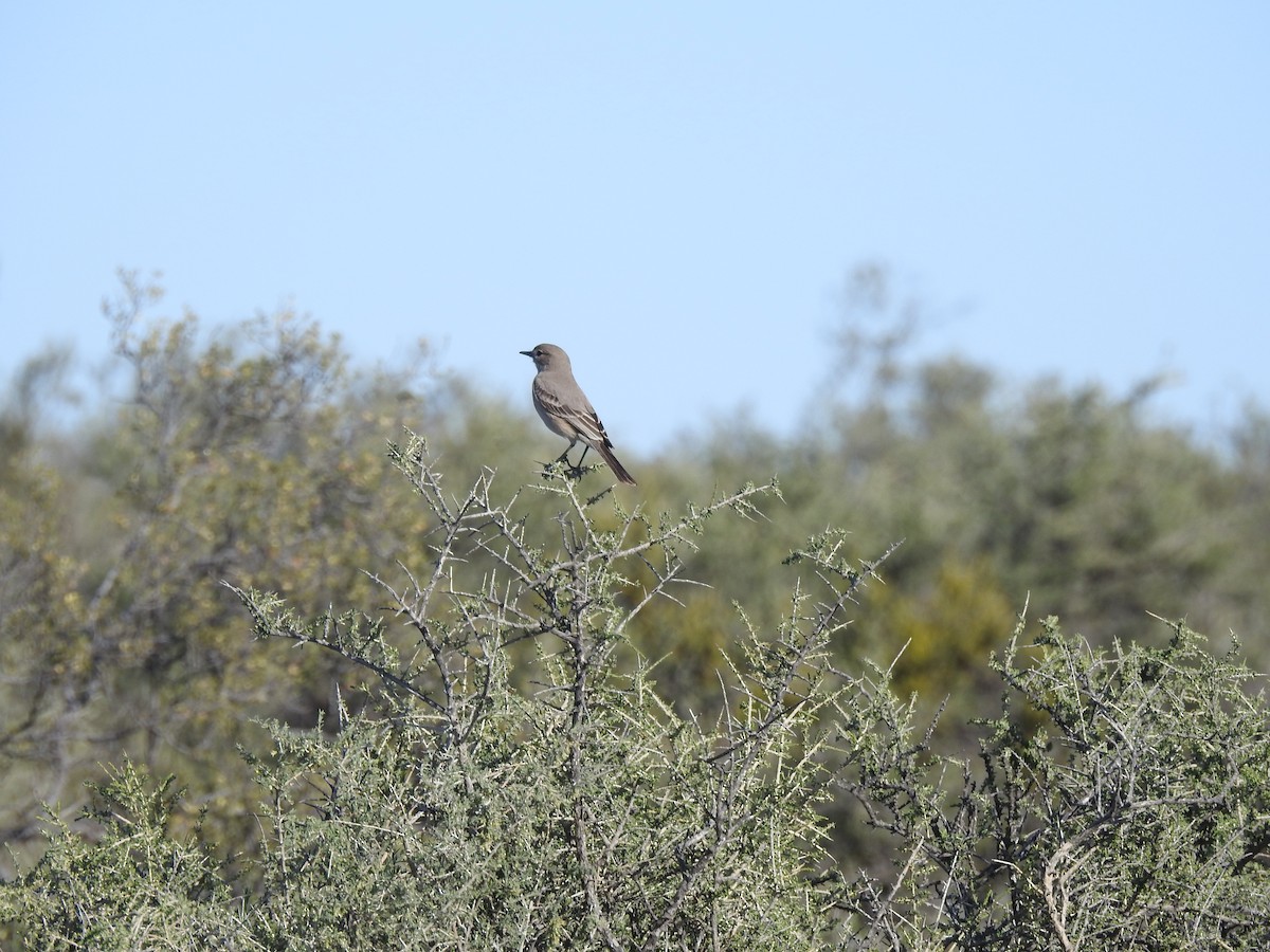 Lesser Shrike-Tyrant - ML483360531