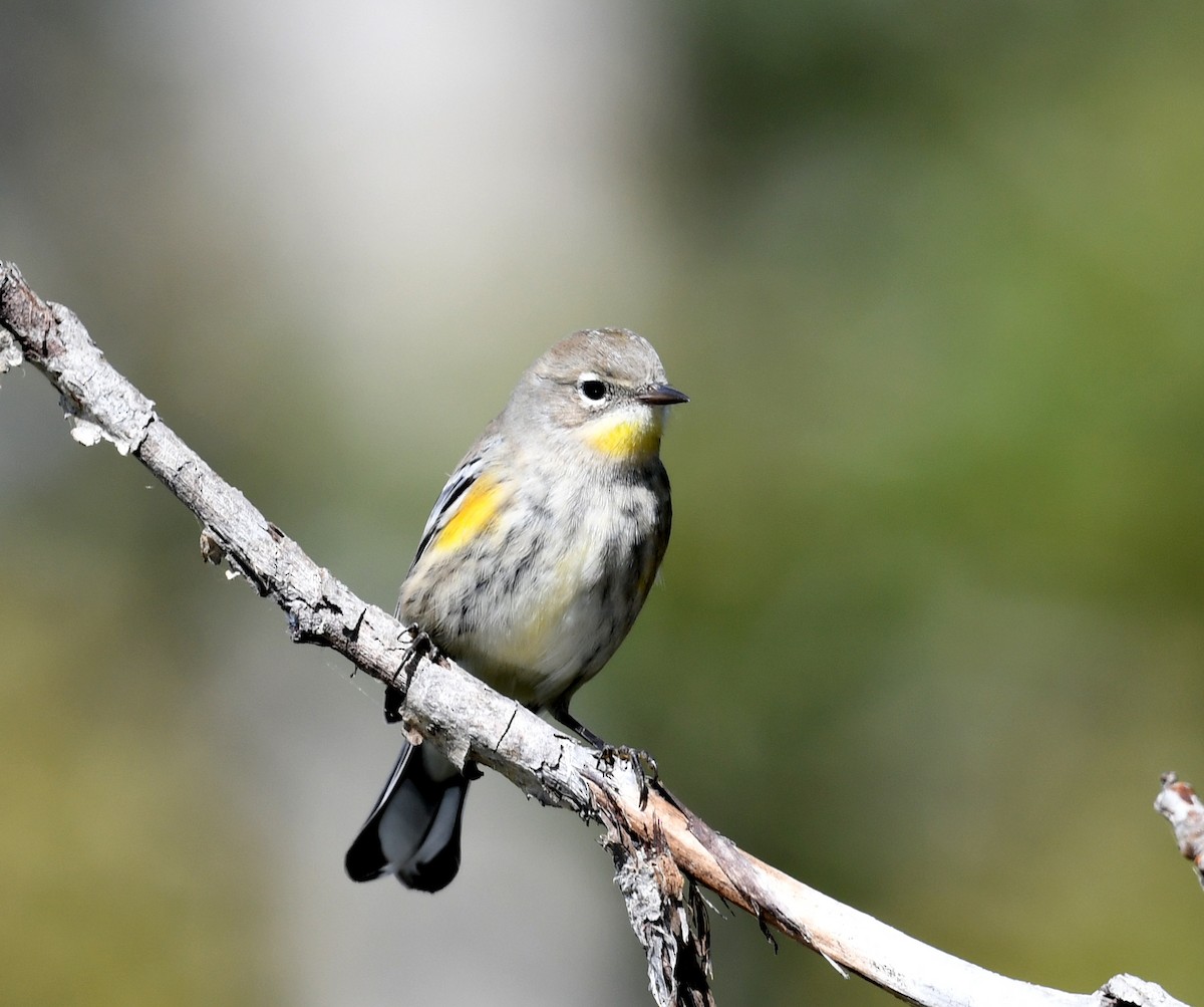 Yellow-rumped Warbler - Jeanne Burnham