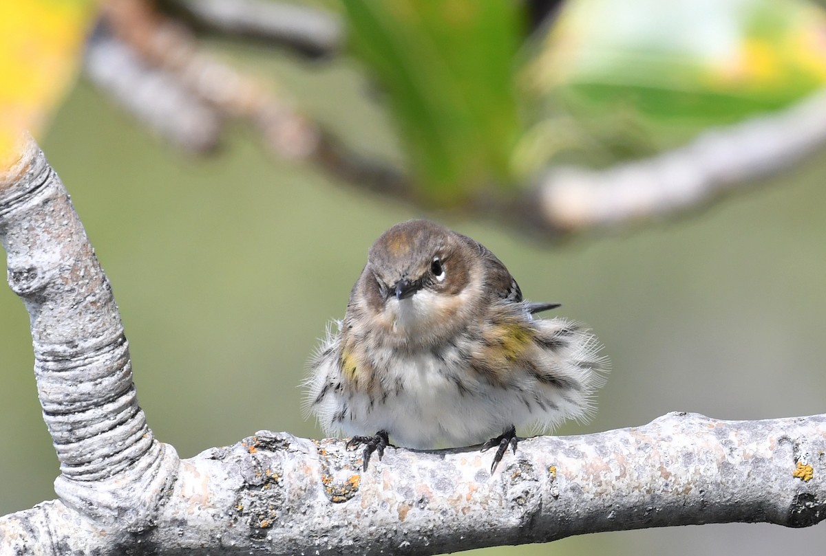 Yellow-rumped Warbler - Jeanne Burnham