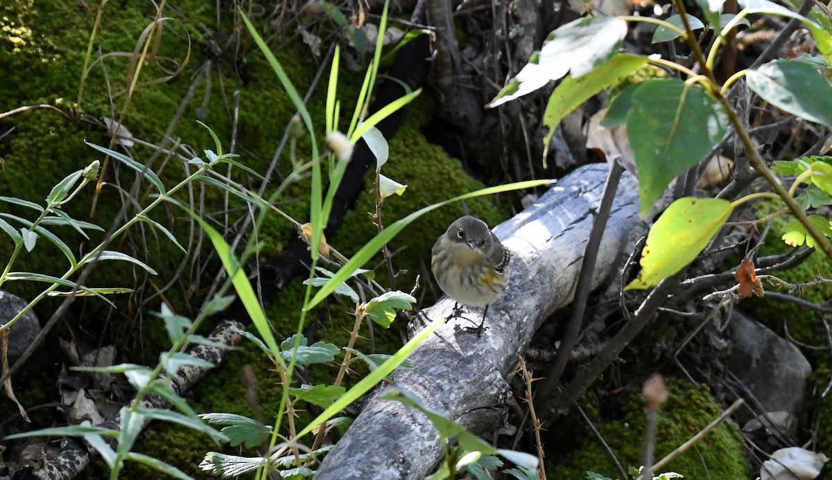 Yellow-rumped Warbler - ML483360931