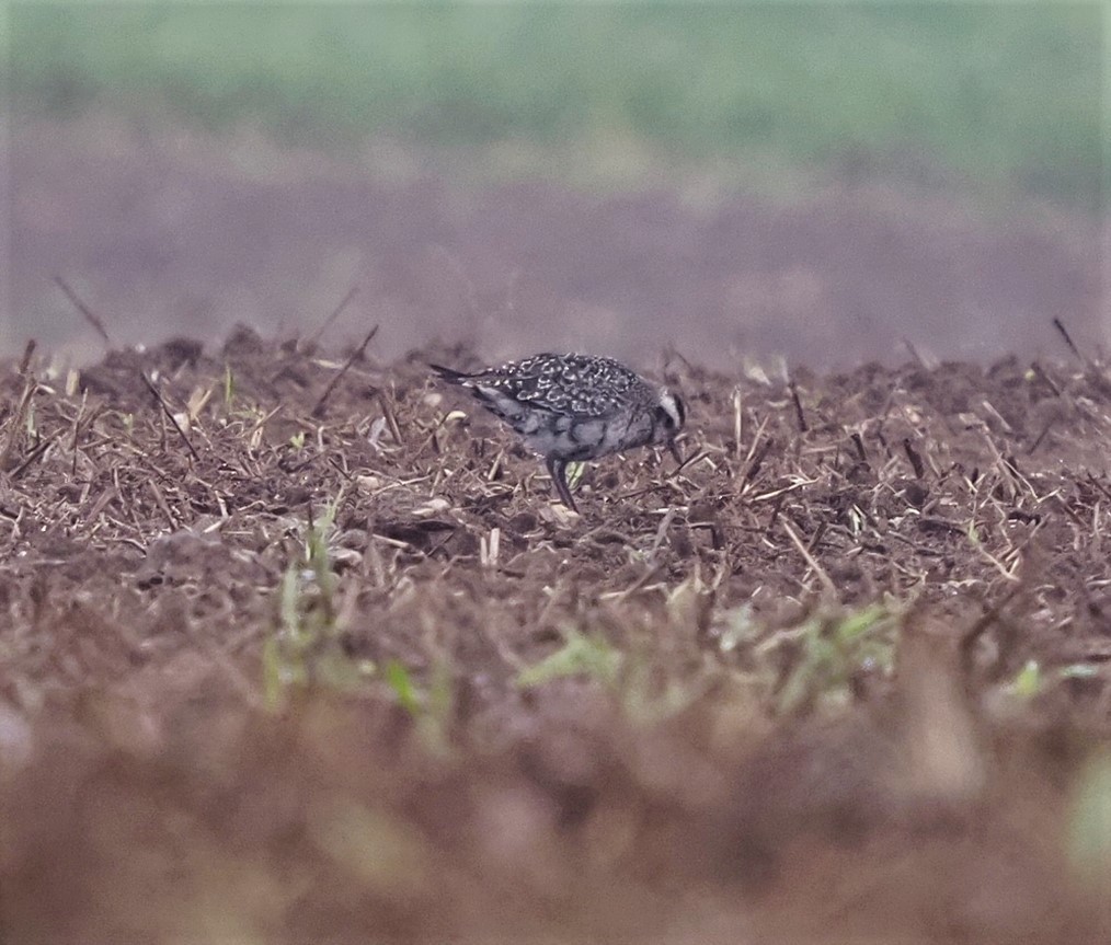 American Golden-Plover - Warren Wolf