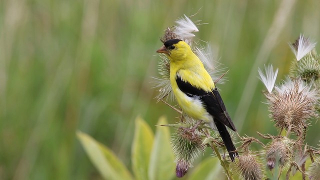 Chardonneret jaune - ML483363