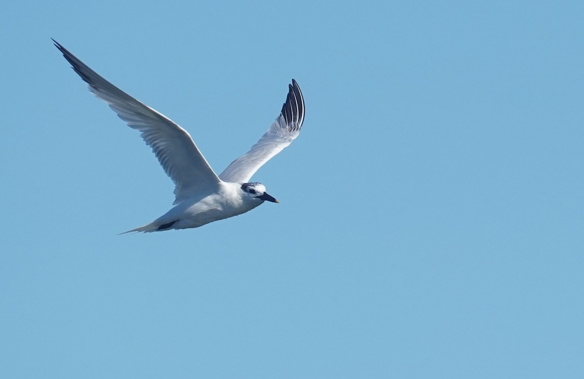 Sandwich Tern - John Daniel