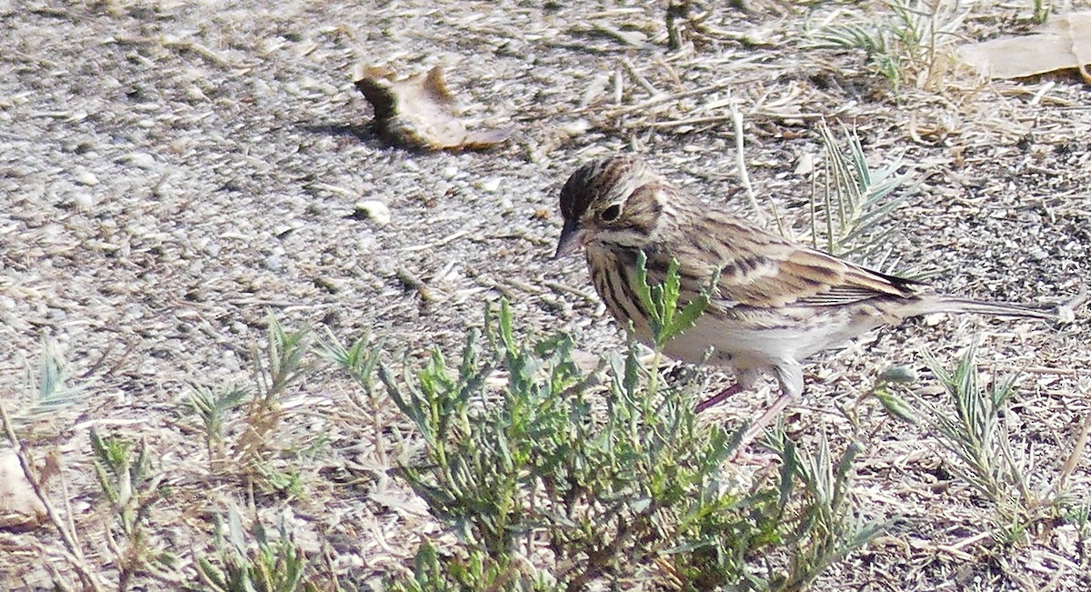 Vesper Sparrow - ML483366391