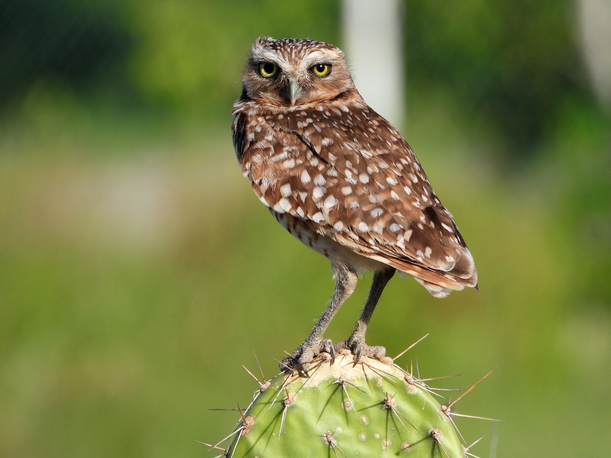 Burrowing Owl - ML483366401