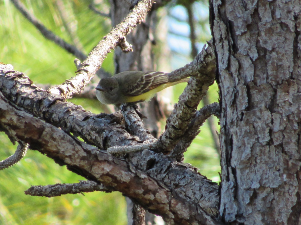 Great Crested Flycatcher - ML483366631