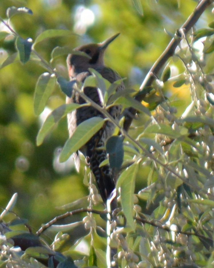 Northern Flicker - ML483367111