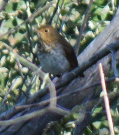 Swainson's Thrush - ML483367151