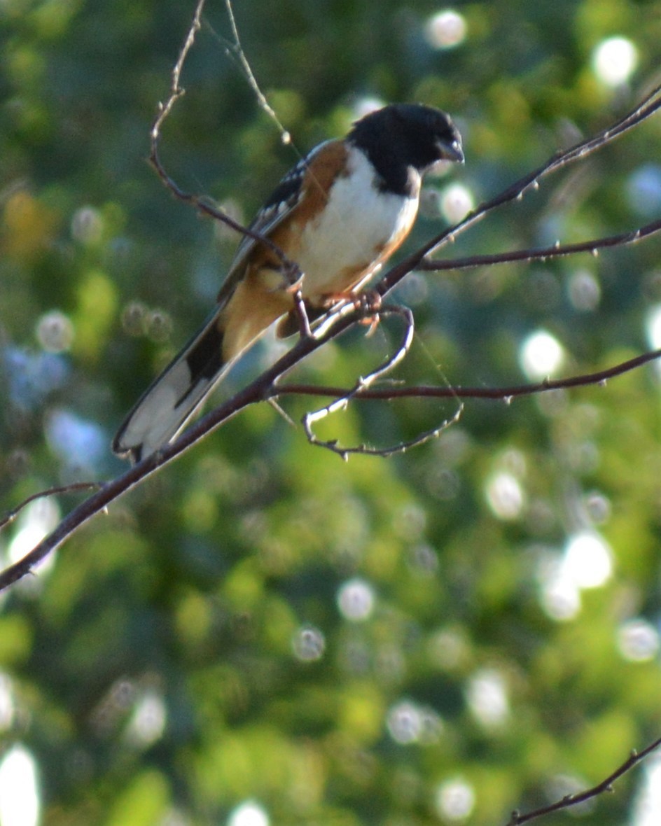 Spotted Towhee - ML483367211