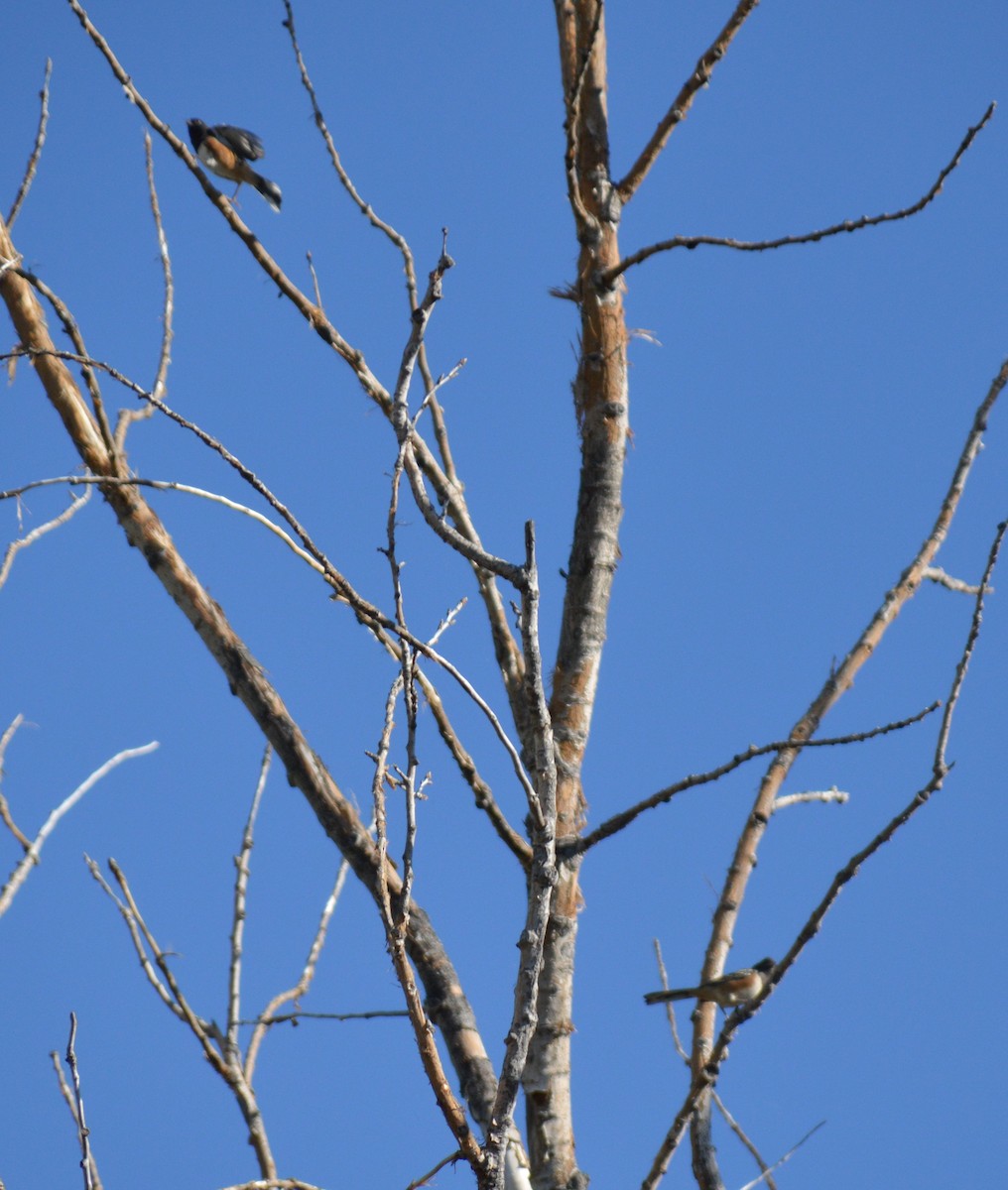 Spotted Towhee - ML483367221