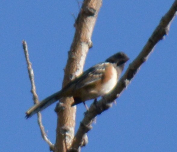 Spotted Towhee - ML483367231