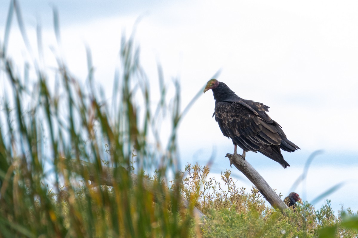 Turkey Vulture - ML483367321