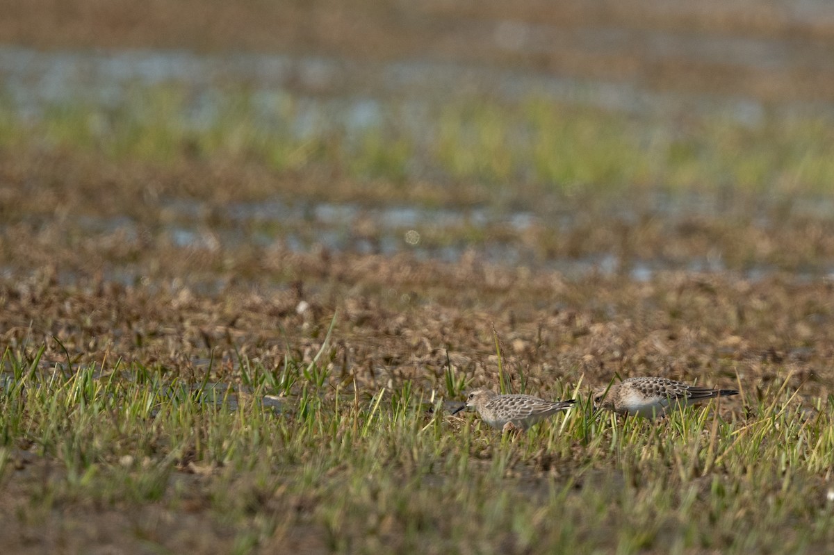 Baird's Sandpiper - ML483368531