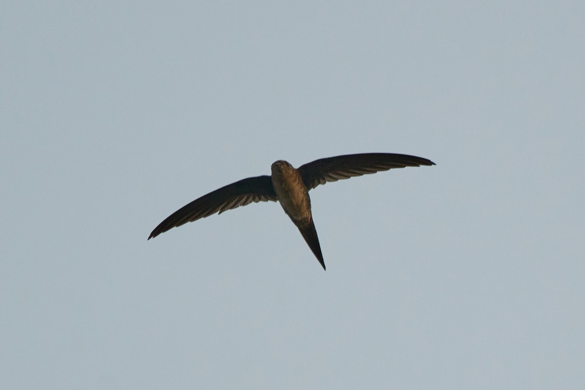 Fork-tailed Palm Swift - ML483368911