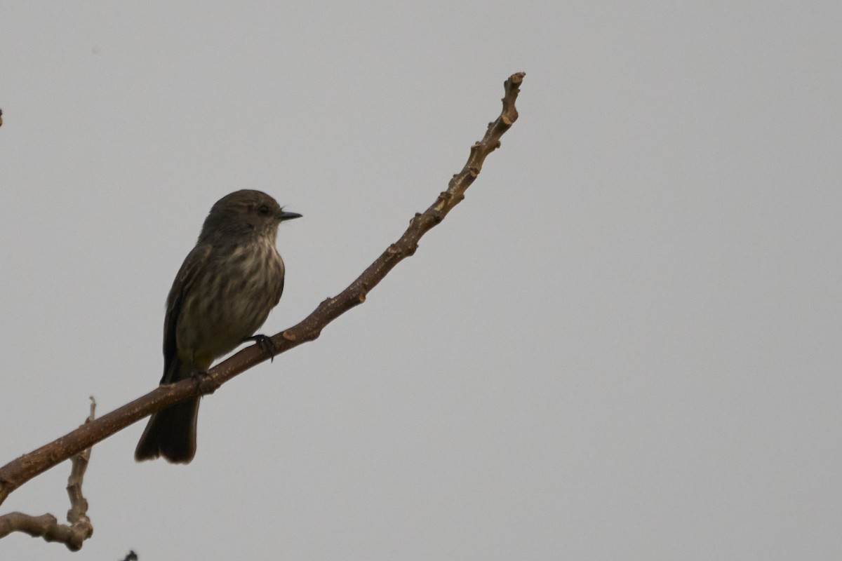 Vermilion Flycatcher - ML483369751