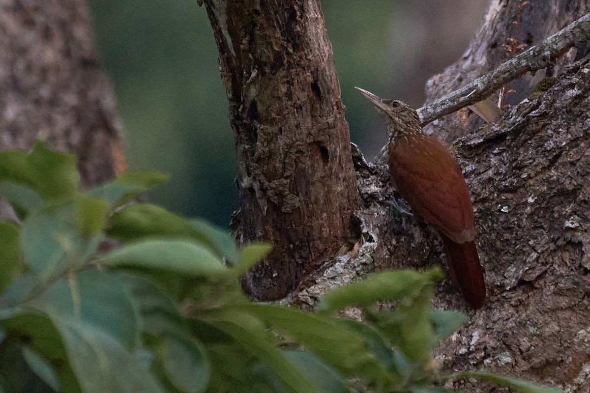 Straight-billed Woodcreeper - ML483369891