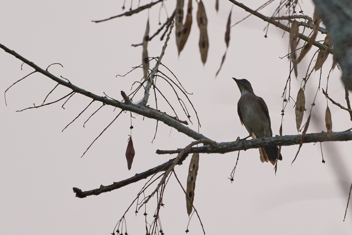 Black-billed Thrush - ML483370011