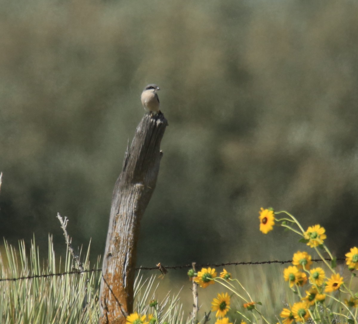 Loggerhead Shrike - ML483370261