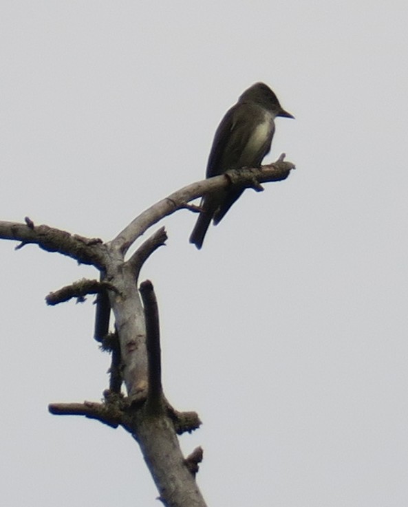 Olive-sided Flycatcher - ML483371371