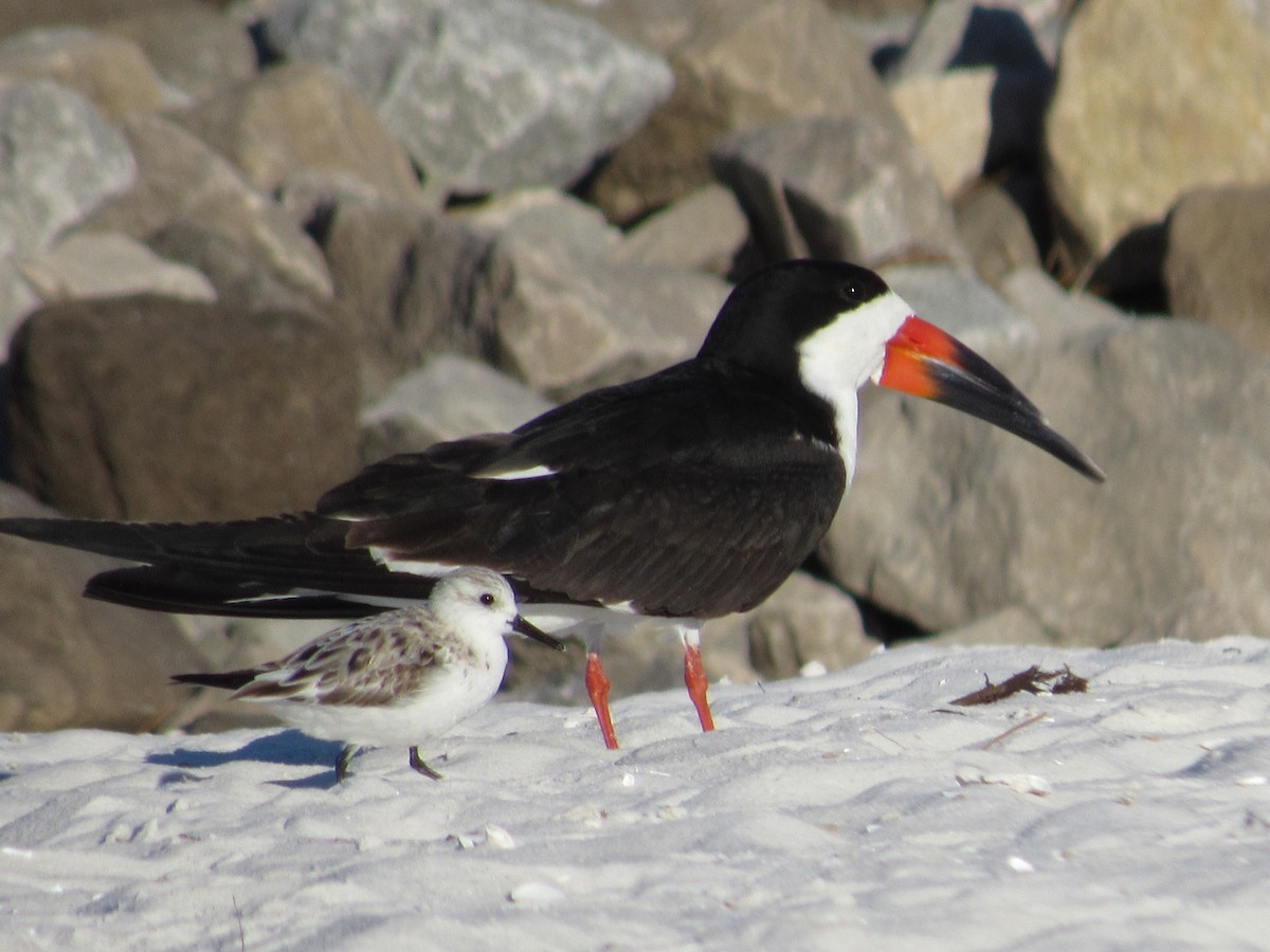 Black Skimmer - ML483371451