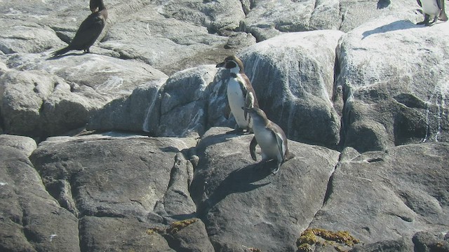 tučňák Humboldtův - ML483372671