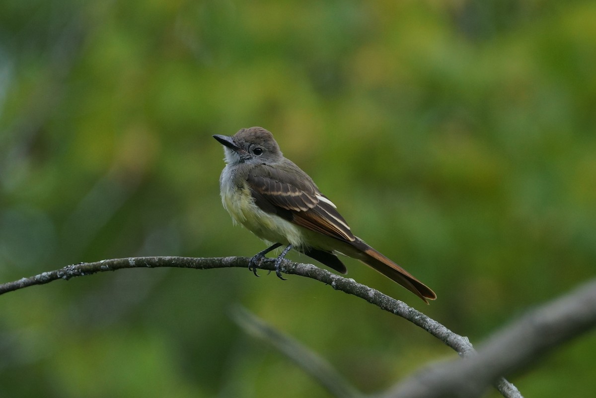Great Crested Flycatcher - ML483373841