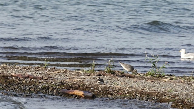 Black-bellied Plover - ML483374