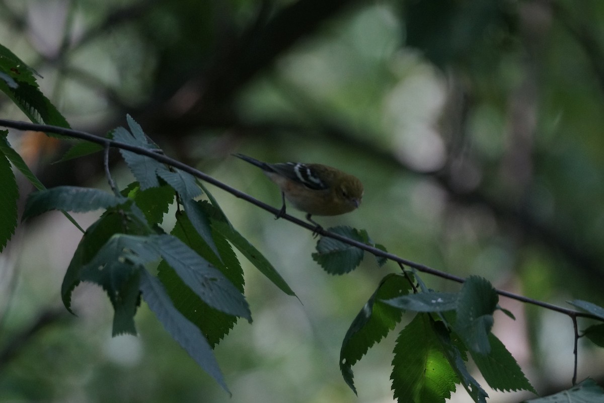 Bay-breasted Warbler - ML483374071