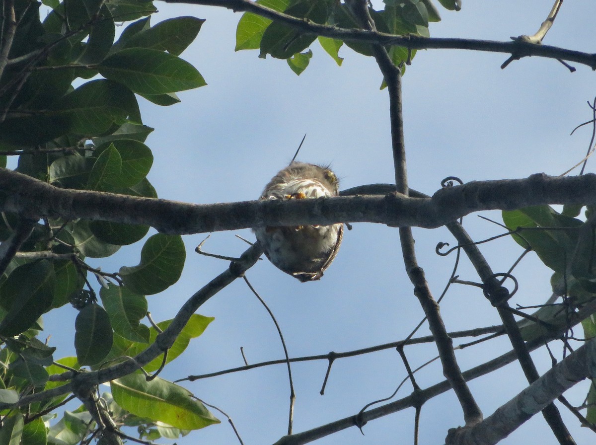 Amazonian Pygmy-Owl - ML483374281