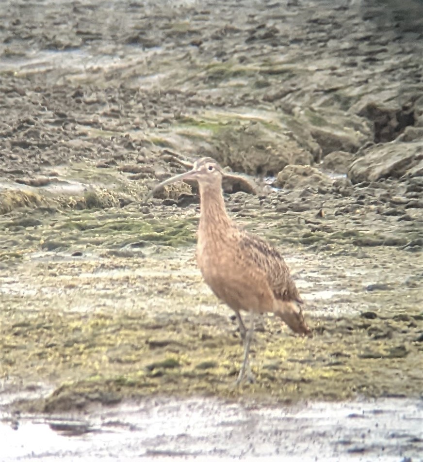 Long-billed Curlew - ML483374791