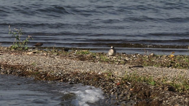 Black-bellied Plover - ML483375