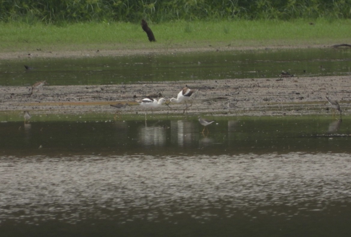 Avocette d'Amérique - ML483375091