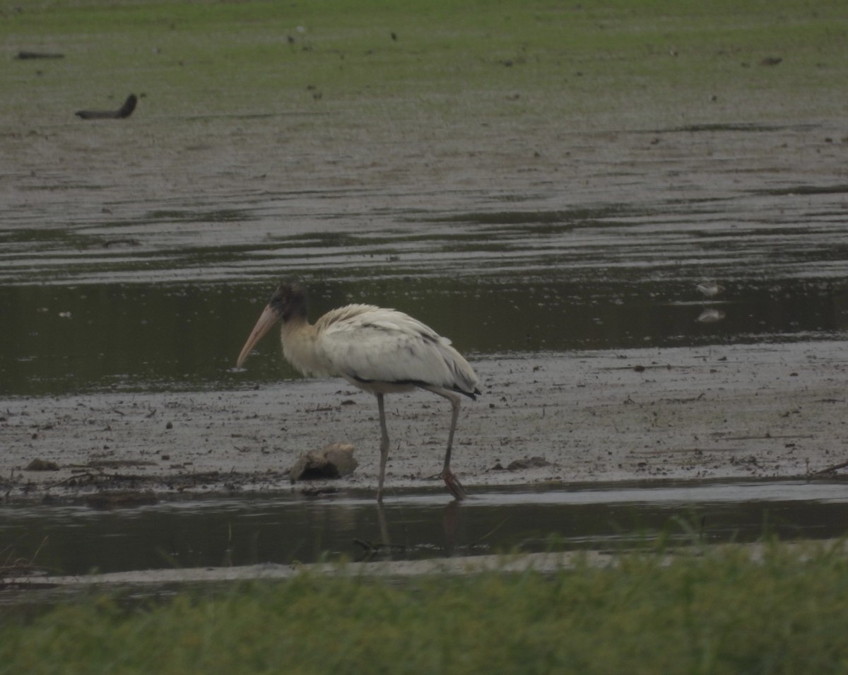 Wood Stork - ML483375411