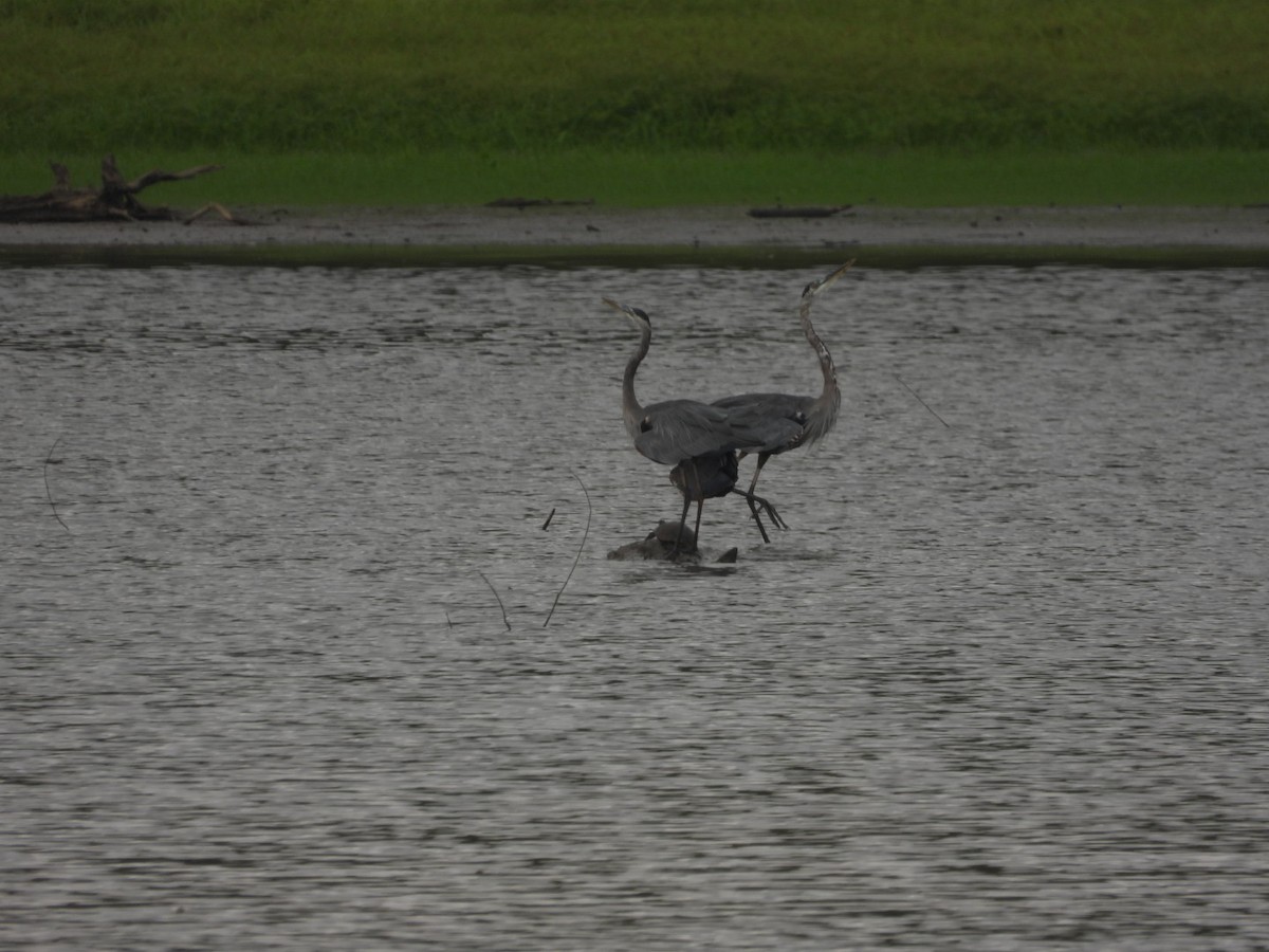Great Blue Heron - ML483375491