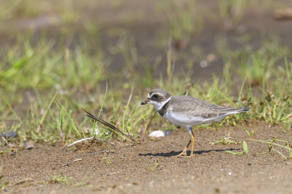 Semipalmated Plover - ML483375521