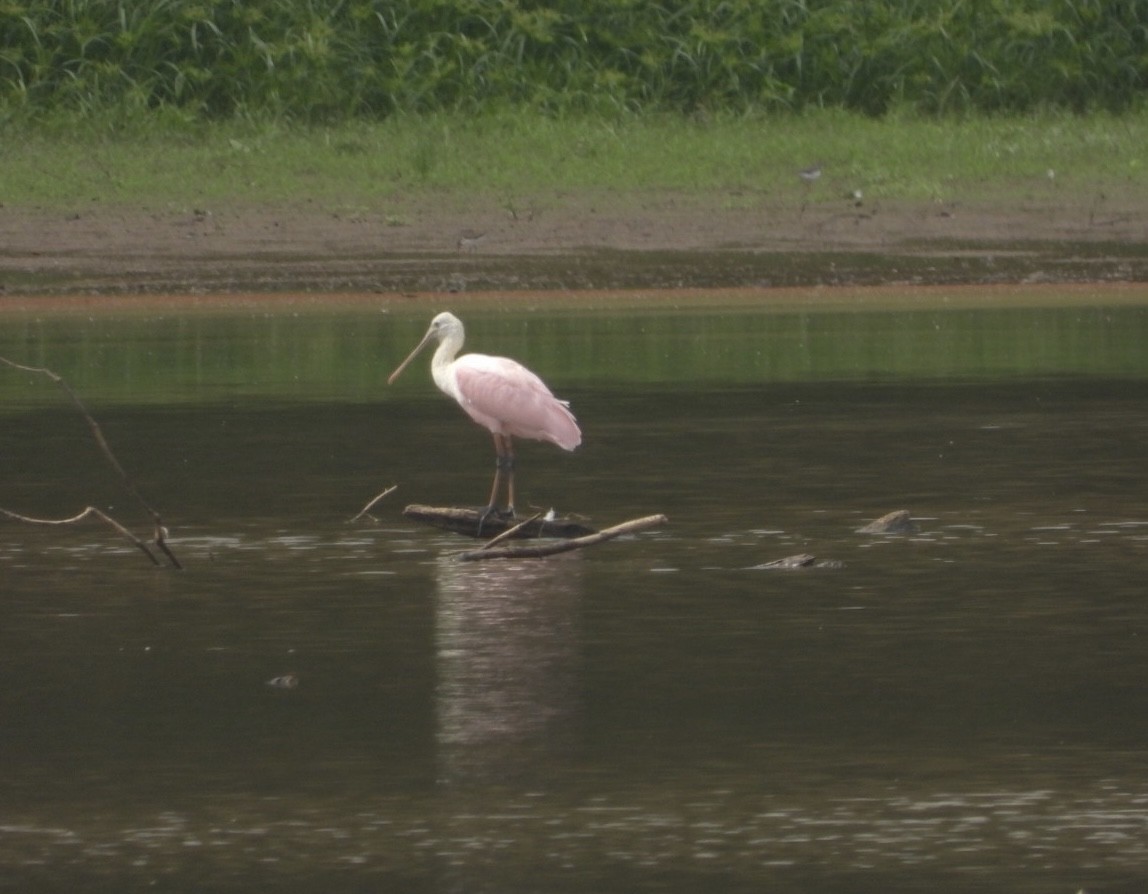 Roseate Spoonbill - ML483375751