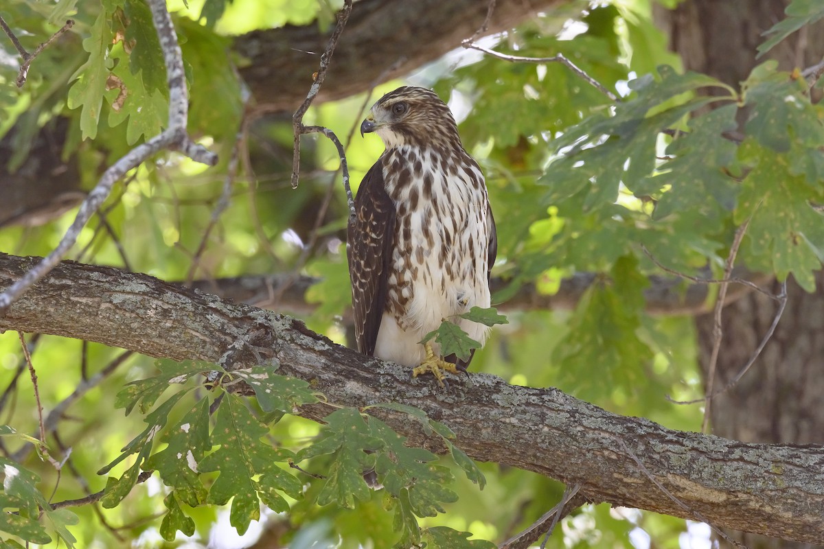 Broad-winged Hawk - Etienne Artigau🦩