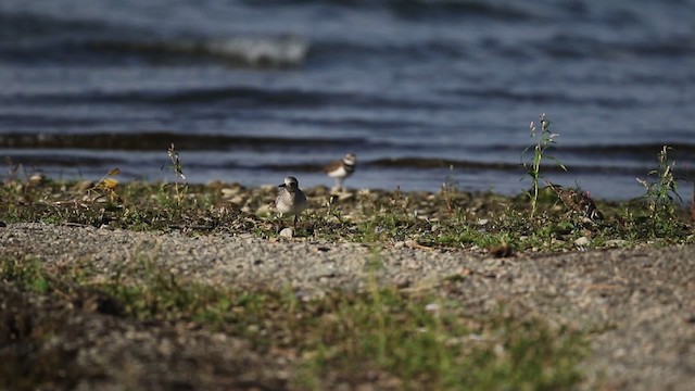 Black-bellied Plover - ML483376