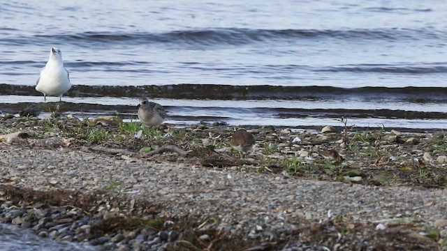 Black-bellied Plover - ML483377