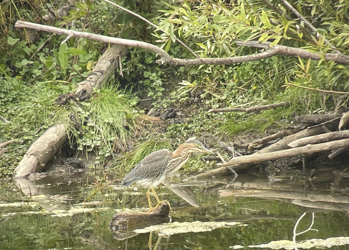 Green Heron - ML483377021