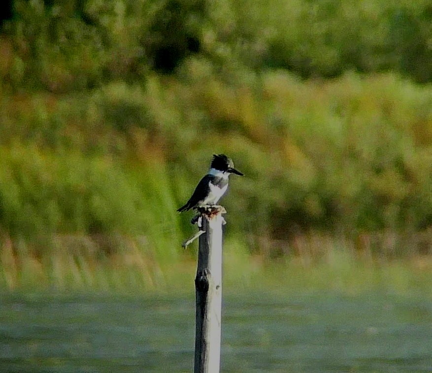 Belted Kingfisher - ML483377111