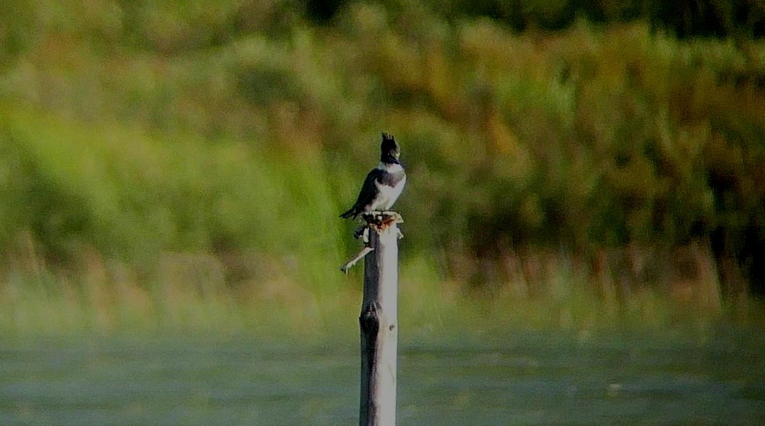 Belted Kingfisher - ML483377121