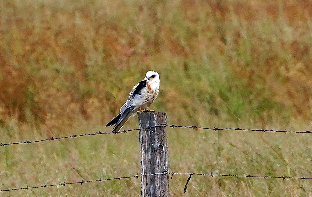 White-tailed Kite - Anonymous