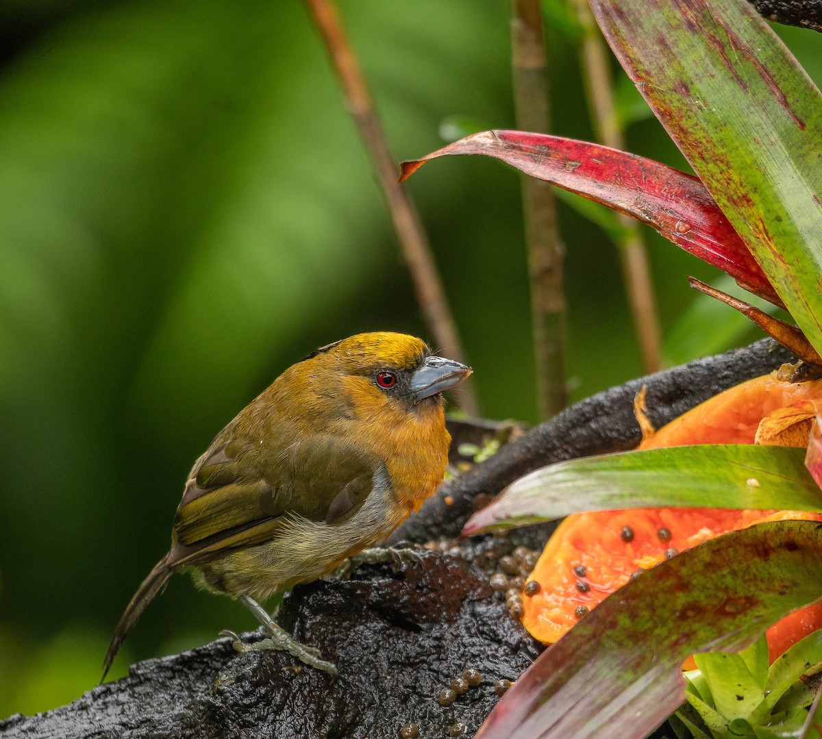 Prong-billed Barbet - Ricardo Rojas Arguedas