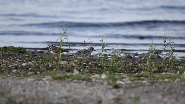 Black-bellied Plover - ML483378