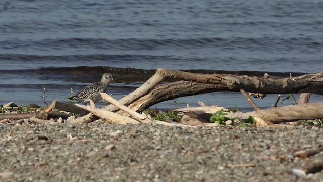 Black-bellied Plover - ML483379