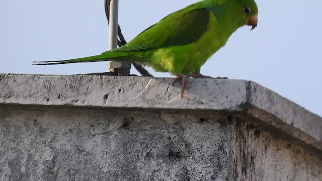 Plain Parakeet - ML483379671