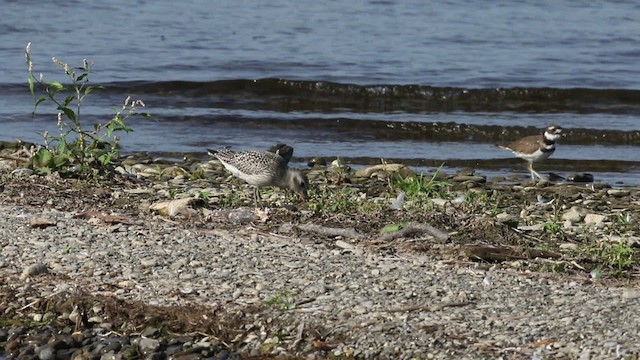 Black-bellied Plover - ML483380