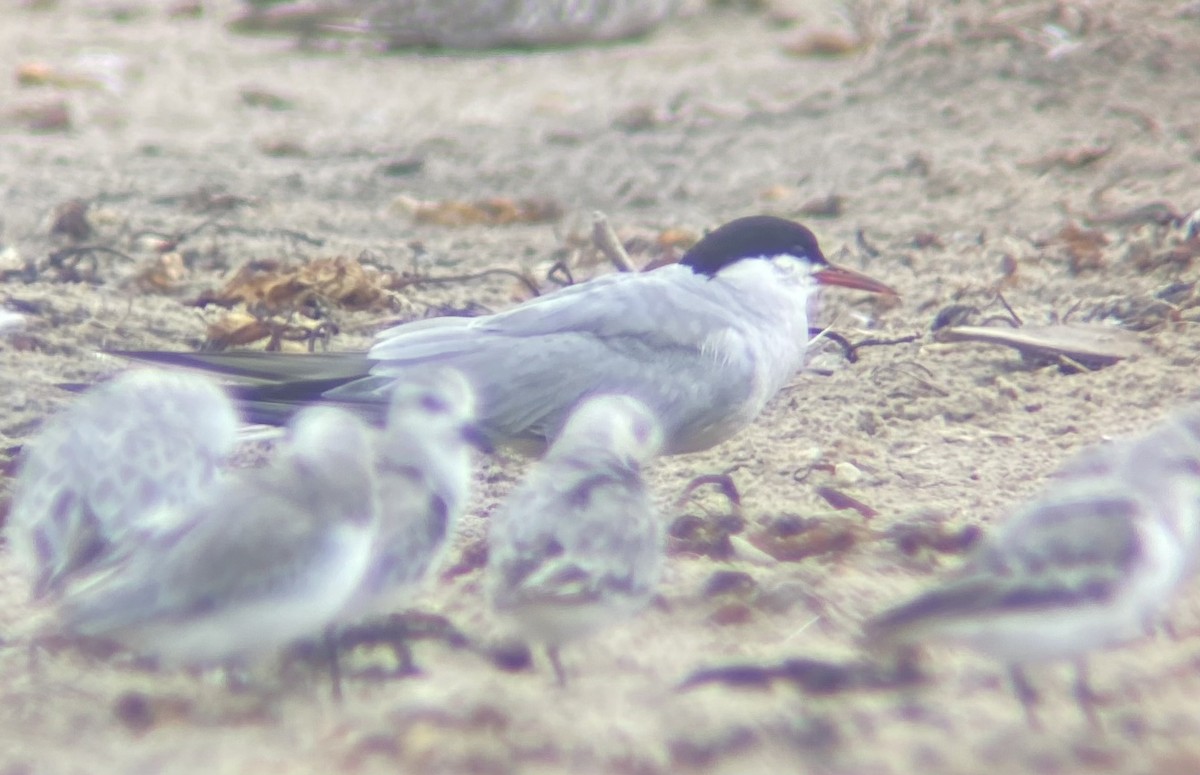 Common Tern - Benjamin Byerly